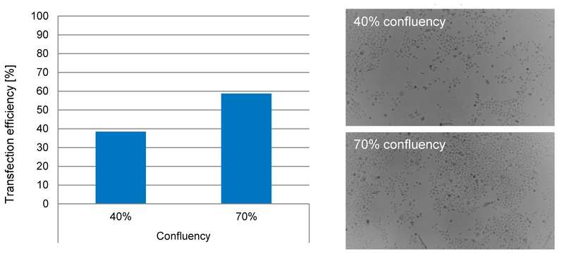 Neonatal Human Epidermal Keratinocytes (NHEKneo) were cultured until they reached 40 and 70% confluency prior to transfection using Lonza’s Nucleofector Technology. Confluency had a direct influence on transfection efficiency (left), as measured using flow cytometry. Confluency was assessed using the Lonza CytoSMART Live Cell Imaging Device (right). 